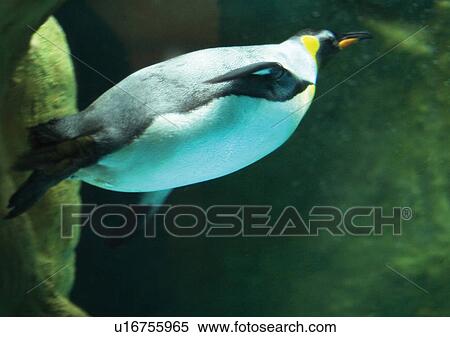 Stock Photography - egg laying, animals, attitude. Fotosearch