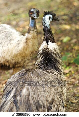 Stock Image - egg laying, attitude, aves. Fotosearch