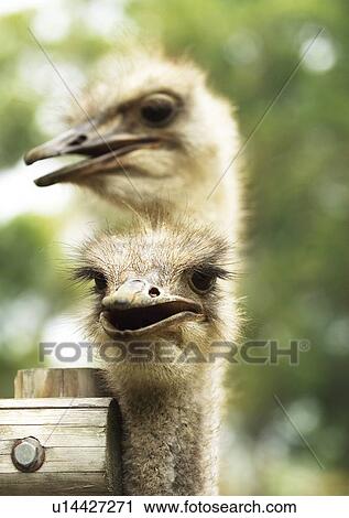 Stock Image - egg laying, attitude, aves. Fotosearch