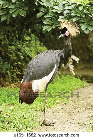 Stock Image - egg laying, attitude, aves. Fotosearch