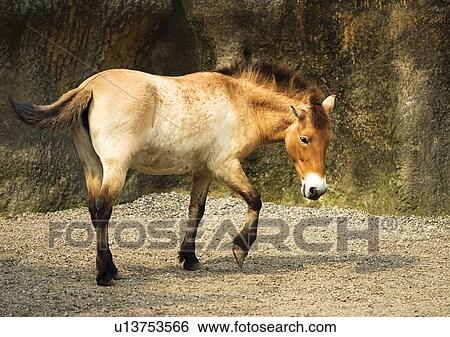 hoofed mammal, attitude, brown View Large Photo Image Stock Photograph - hoofed mammal, attitude, brown. Fotosearch