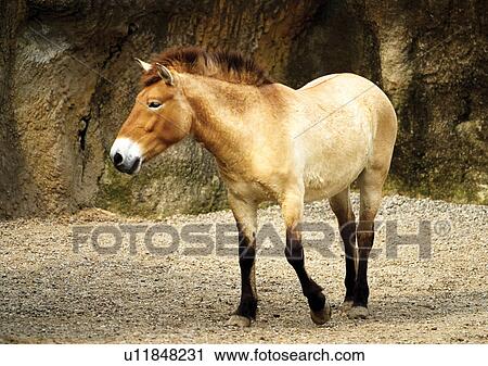 Stock Image - hoofed mammal, attitude, confined. Fotosearch