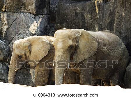 mammal, attitude View Large Photo Image Stock Image - mammal, attitude. Fotosearch