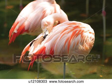 Stock Image - vertebrate, vertebrata, avian. Fotosearch