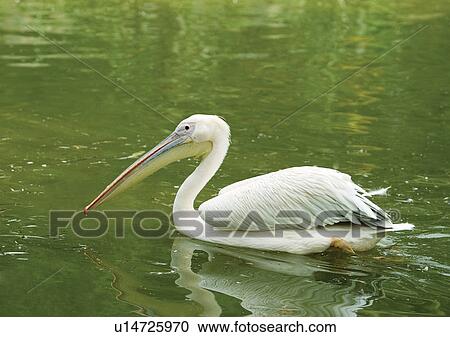 Stock Image - vertebrate, vertebrata, avian. Fotosearch