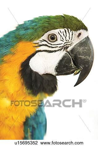 Stock Image - vertebrate, vertebrata, avian. Fotosearch