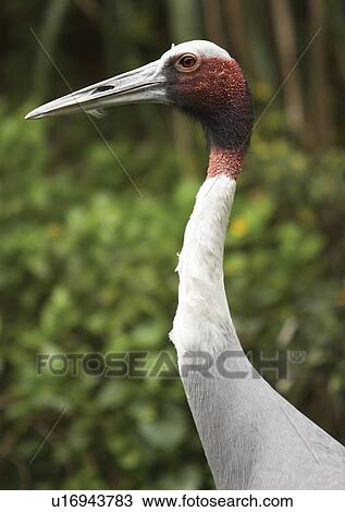 Stock Image - vertebrate, vertebrata, avian. Fotosearch
