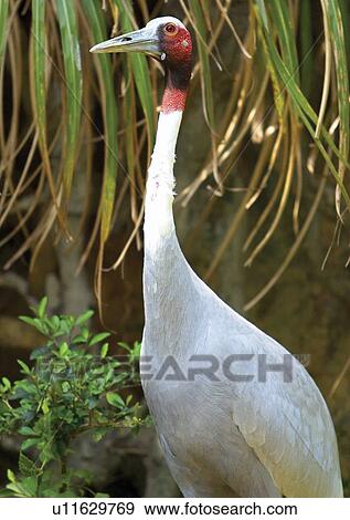 Stock Photo - vertebrate, vertebrata, avian. Fotosearch