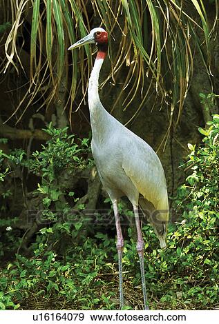 vertebrate, vertebrata, avian View Large Photo Image Stock Photo - vertebrate, vertebrata, avian. Fotosearch