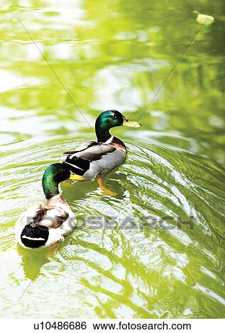 Stock Photograph - vertebrate, vertebrata, avian. Fotosearch