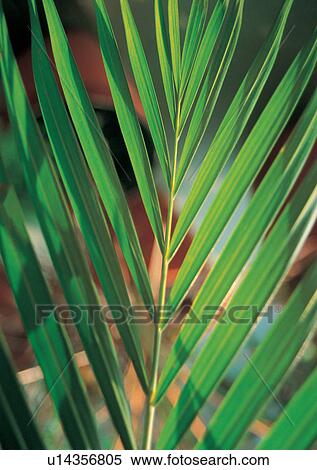 Close-Up, Day, One Object, Outdoor View Large Photo Image Stock Photography - Close-Up, Day, One Object, Outdoor. Fotosearch
