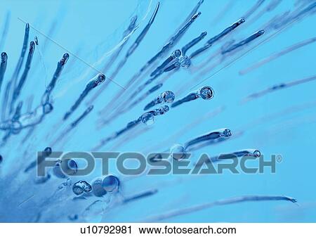 blue background, bubbles, close-up View Large Photo Image Stock Image - blue background, bubbles, close-up. Fotosearch