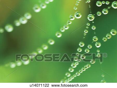 Stock Image - blur, close-up, dew. Fotosearch
