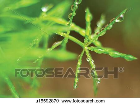 bright, close-up, cold View Large Photo Image Stock Image - bright, close-up, cold. Fotosearch
