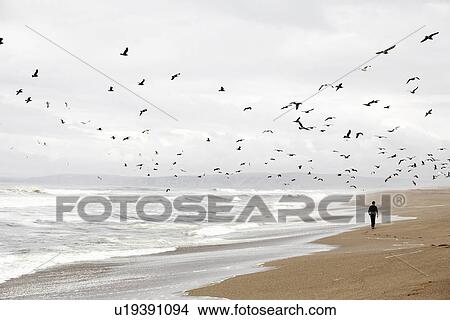 Man walking on sandy beach, flock of birds flying, Point Reyes National Park, California, USA View Large Photo Image Picture - Man walking on sandy beach, flock of birds flying, Point Reyes National Park, California, USA. Fotosearch