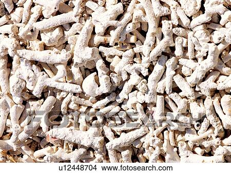 Picture - Outdoor, Beach, Animals In The Wild, Close-Up. Fotosearch