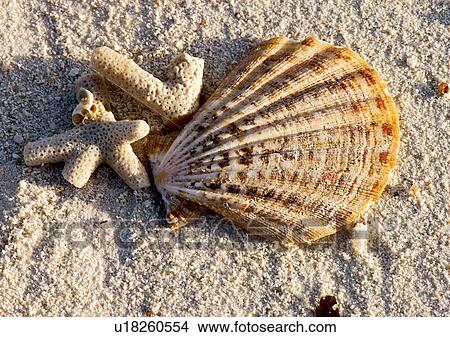 Outdoor, Beach, Day View Large Photo Image Picture - Outdoor, Beach, Day. Fotosearch