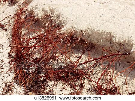 Outdoor, Beach, Day View Large Photo Image Stock Image - Outdoor, Beach, Day. Fotosearch
