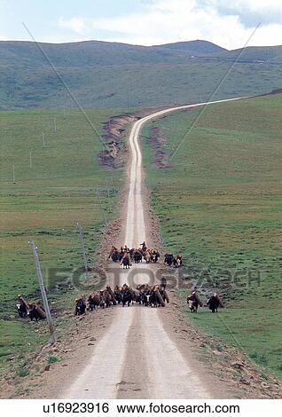Day, Group Of Animals, Group Of People, Outdoor View Large Photo Image Stock Photograph - Day, Group Of Animals, Group Of People, Outdoor. Fotosearch