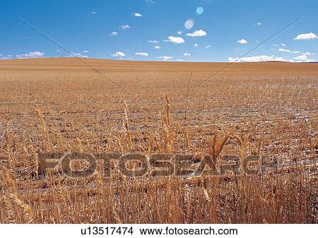 Picture - Blue Sky, Farming, Environment, Day, Agriculture. Fotosearch