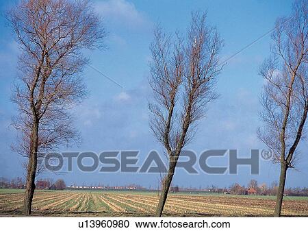 Stock Image - Blue Sky, Field, Environment, Day, Agriculture. Fotosearch