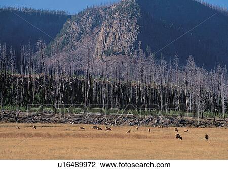 Stock Image - Cattle, Day, Animals, Group Of Animals, Animal Themes. Fotosearch