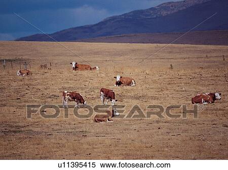 Cattle, Day, Animals, Group Of Animals, Animal Themes View Large Photo Image Stock Photography - Cattle, Day, Animals, Group Of Animals, Animal Themes. Fotosearch