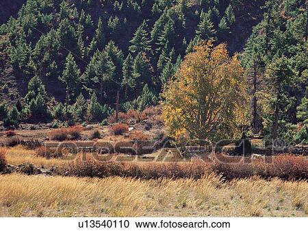 Day, Dense Forest, Environment, Field, Grass View Large Photo Image Stock Image - Day, Dense Forest, Environment, Field, Grass. Fotosearch