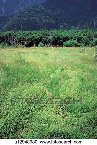 Stock Image - Day, Environment, Field, Grass, Habitat. Fotosearch