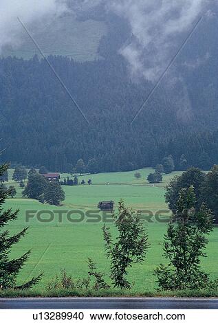Stock Image - Day, Environment, Field, Grass, Habitat. Fotosearch