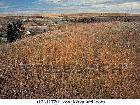 Stock Image - Day, Environment, Field, Grass, Habitat. Fotosearch
