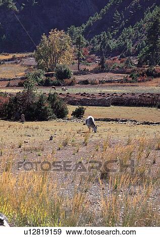 Stock Photo - Day, Environment, Field, Grass, Habitat. Fotosearch