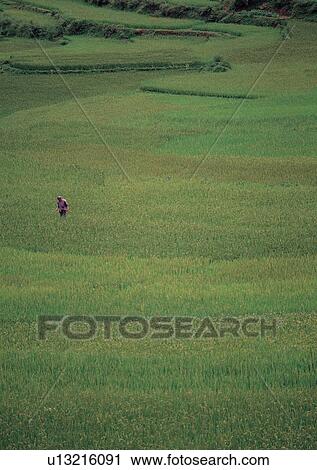 Stock Image - Day, Field, Farming, Environment, Agriculture. Fotosearch