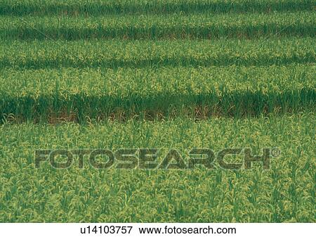 Stock Photo - Day, Field, Farming, Environment, Agriculture. Fotosearch