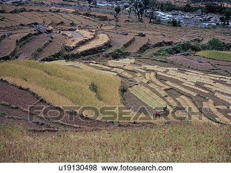 Day, Flora, Field, Environment, Agriculture View Large Photo Image Stock Photo - Day, Flora, Field, Environment, Agriculture. Fotosearch