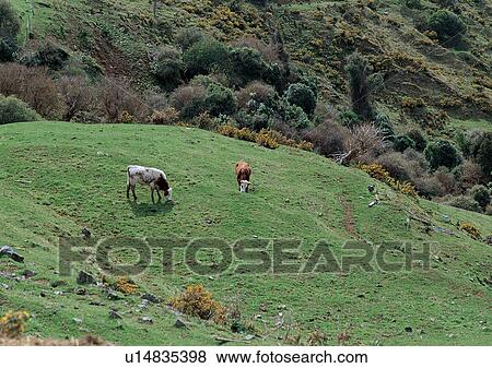 Group Of Animals, Day, Cattle, Animal Themes, Animals View Large Photo Image Stock Photo - Group Of Animals, Day, Cattle, Animal Themes, Animals. Fotosearch