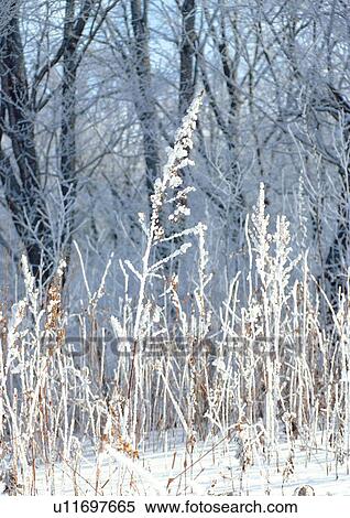 Stock Photography - Background, Close-Up, Day, Outdoor. Fotosearch