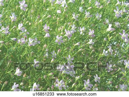 Stock Image - Close-Up, Day, Full Frame, Outdoor. Fotosearch