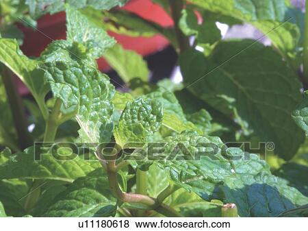 Stock Photo - Close-Up, Day, Full Frame. Fotosearch
