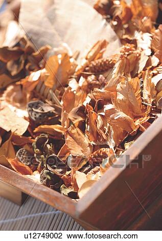 Stock Image - Close-Up, Day, Outdoor, Part Of. Fotosearch