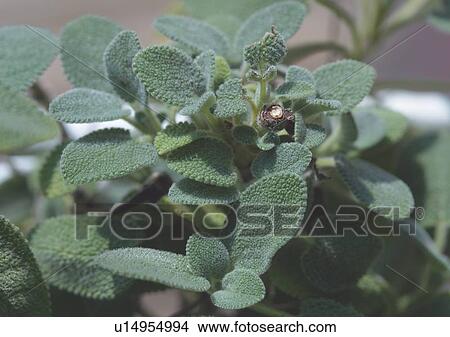 Picture - Close-Up, Day, Outdoor. Fotosearch