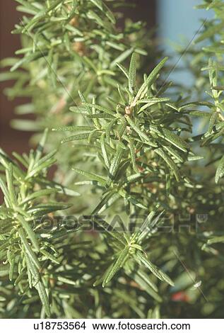 Close-Up, Day, Outdoor View Large Photo Image Picture - Close-Up, Day, Outdoor. Fotosearch