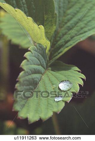 Stock Image - Close-Up, Day, Outdoor. Fotosearch