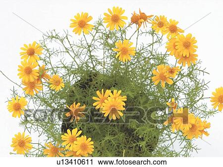 Close-Up, Day, Outdoor View Large Photo Image Stock Image - Close-Up, Day, Outdoor. Fotosearch