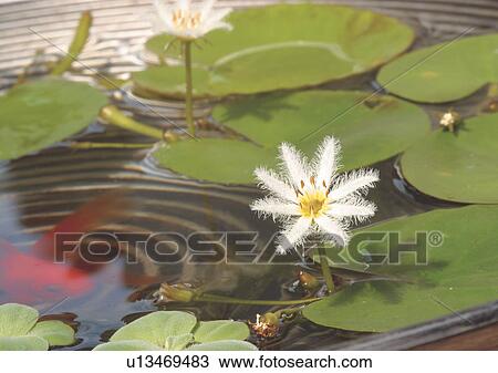 Stock Image - Close-Up, Day, Outdoor. Fotosearch