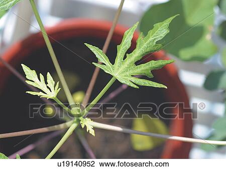 Close-Up, Day, Outdoor View Large Photo Image Stock Image - Close-Up, Day, Outdoor. Fotosearch