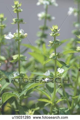 Stock Photography - Close-Up, Day, Outdoor. Fotosearch