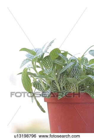 Day, Differential Focus, One Object, Outdoor View Large Photo Image Stock Photograph - Day, Differential Focus, One Object, Outdoor. Fotosearch