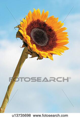 Stock Photo - Outdoor, Flower. Fotosearch