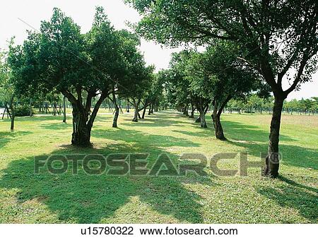 Outdoor, Trees View Large Photo Image Stock Image - Outdoor, Trees. Fotosearch